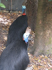 CairnsTC207 Cairns Tropical Zoo